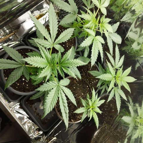 Unbekannte Sorte growlog timeline photo