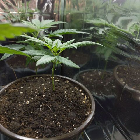 Unbekannte Sorte growlog timeline photo
