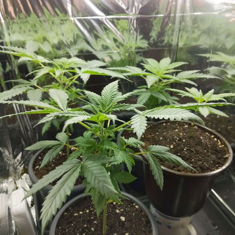 Unbekannte Sorte growlog timeline photo