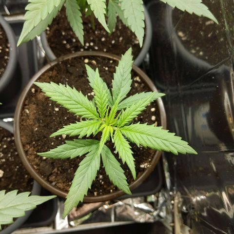 Unbekannte Sorte growlog timeline photo
