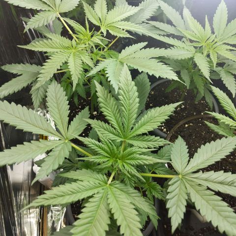 Unbekannte Sorte growlog timeline photo