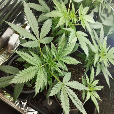 Unbekannte Sorte growlog timeline photo