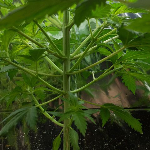 Unbekannte Sorte growlog timeline photo