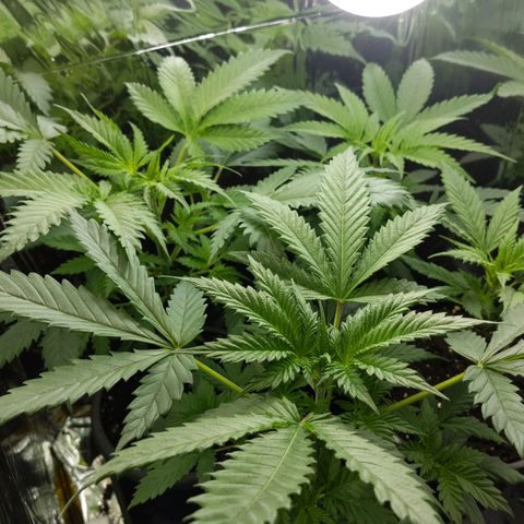 Unbekannte Sorte growlog timeline photo