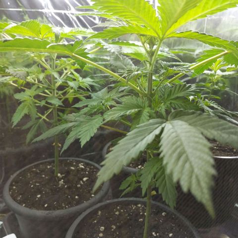 Unbekannte Sorte growlog timeline photo