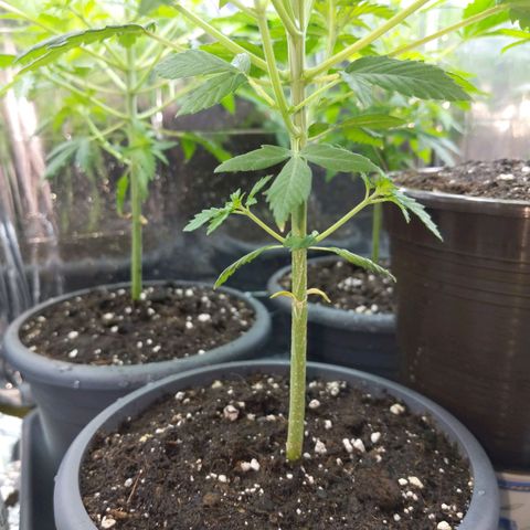 Unbekannte Sorte growlog timeline photo