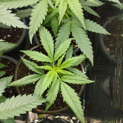 Unbekannte Sorte growlog timeline photo