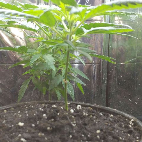 Unbekannte Sorte growlog timeline photo