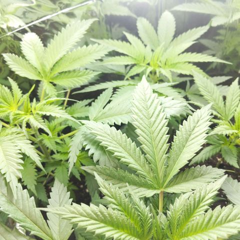 Unbekannte Sorte growlog timeline photo