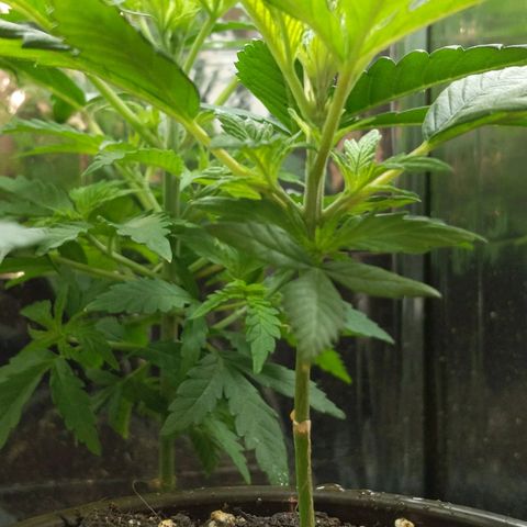 Unbekannte Sorte growlog timeline photo