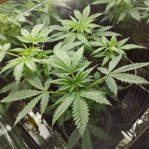 Unbekannte Sorte growlog timeline photo
