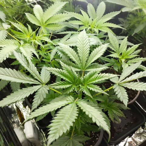 Unbekannte Sorte growlog timeline photo