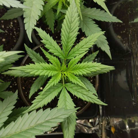 Unbekannte Sorte growlog timeline photo