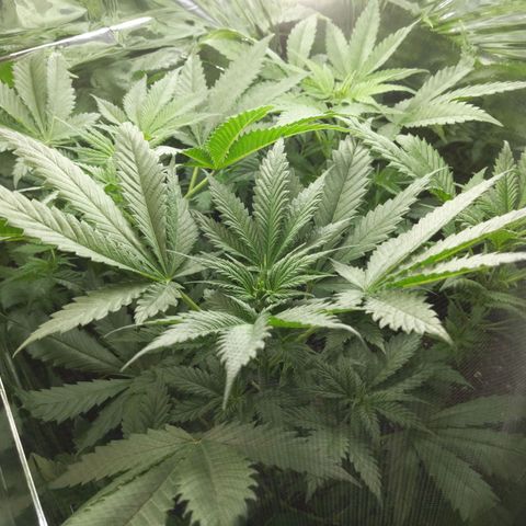 Unbekannte Sorte growlog timeline photo