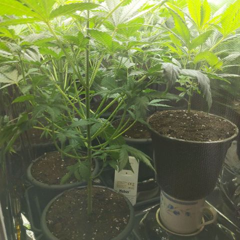 Unbekannte Sorte growlog timeline photo