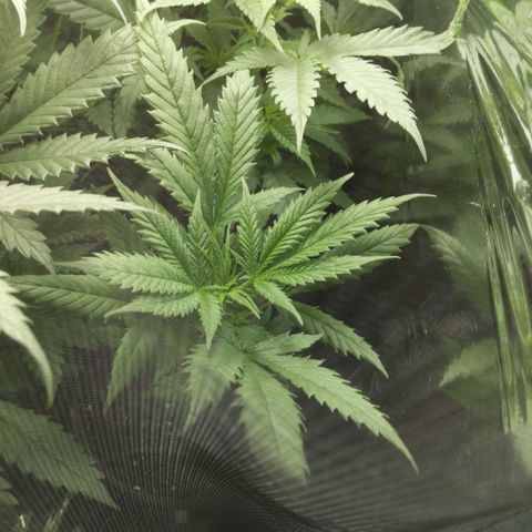 Unbekannte Sorte growlog timeline photo
