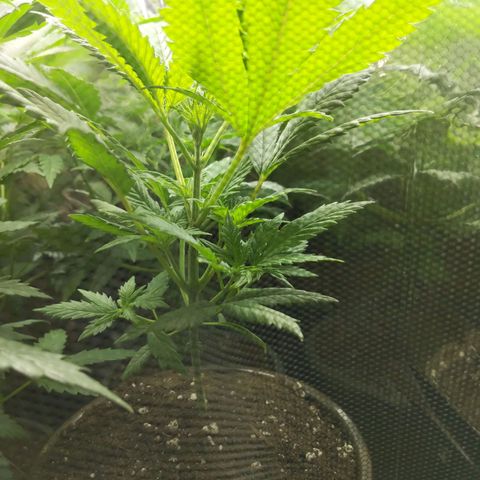 Unbekannte Sorte growlog timeline photo