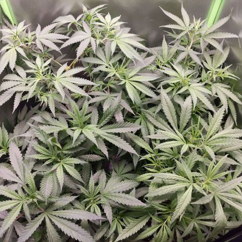 Unbekannte Sorte growlog photo: Umgetopft in 8 Liter Gronest Stofftopf