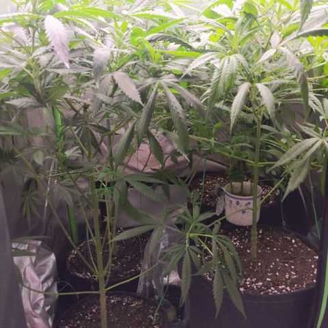 Unbekannte Sorte growlog photo: Umgetopft in 8 Liter Gronest Stofftopf
