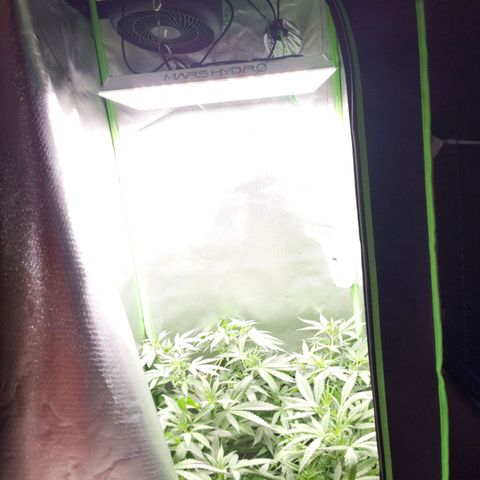 Unbekannte Sorte growlog photo: Etwas warm aber über 30 Grad kommt die Box nicht. Brauche unbedingt eine Stärke AbluftAnlage