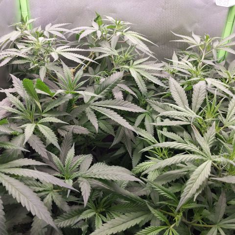 Unbekannte Sorte growlog photo: Etwas warm aber über 30 Grad kommt die Box nicht. Brauche unbedingt eine Stärke AbluftAnlage