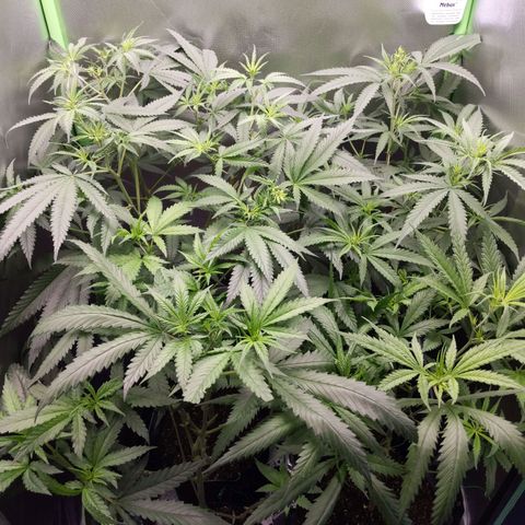 Unbekannte Sorte growlog photo: Wurden vor 4 Tagen etwas "rasiert"