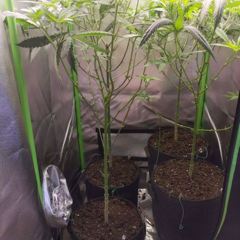 Unbekannte Sorte growlog photo: Wurden vor 4 Tagen etwas "rasiert"
