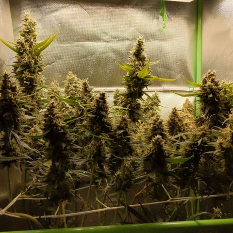 Unbekannte Sorte growlog timeline photo