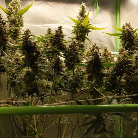 Unbekannte Sorte growlog timeline photo