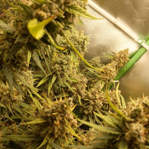 Unbekannte Sorte growlog timeline photo