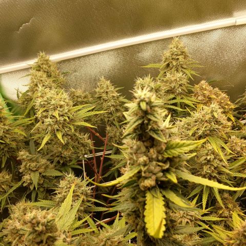 Unbekannte Sorte growlog timeline photo