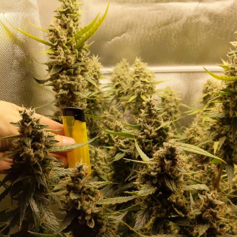 Unbekannte Sorte growlog timeline photo