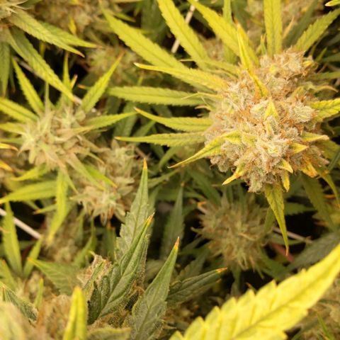 Unbekannte Sorte growlog timeline photo
