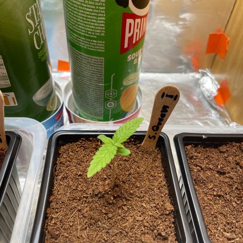 S.Queen 1 growlog timeline photo