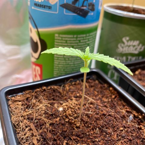 S.Queen 1 growlog timeline photo