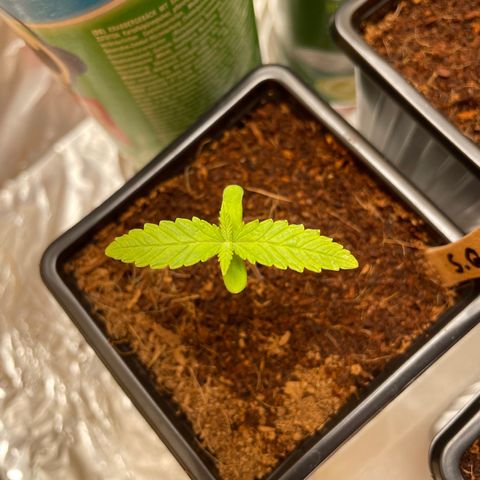 S.Queen 1 growlog timeline photo