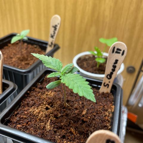 S.Queen 2 growlog timeline photo