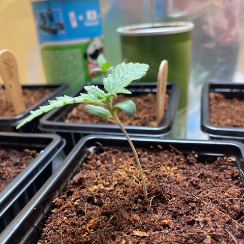 S.Queen 2 growlog timeline photo