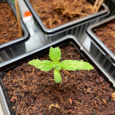 Bubble 1 growlog timeline photo