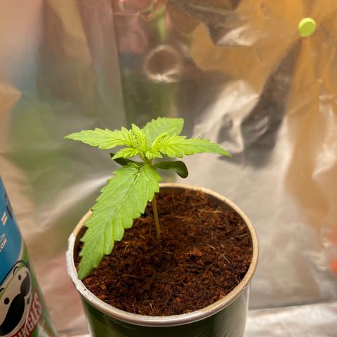 Quick one auto, Pringles can  growlog timeline photo