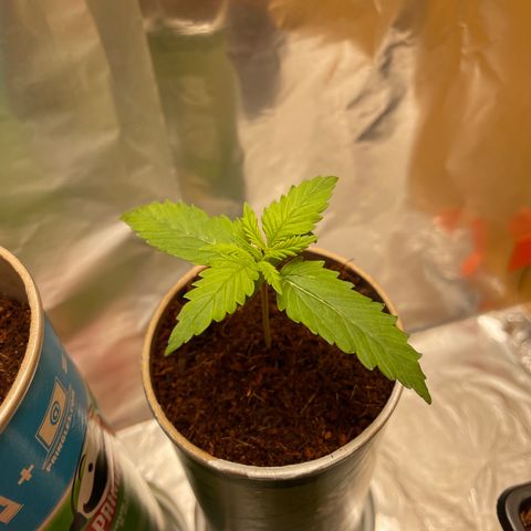 Quick one auto, Pringles can  growlog timeline photo