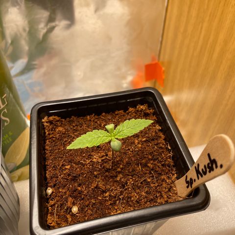 Special Kush 1 growlog timeline photo