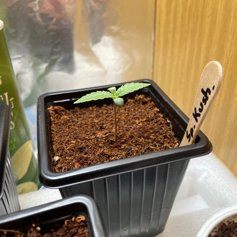 Special Kush 1 growlog timeline photo