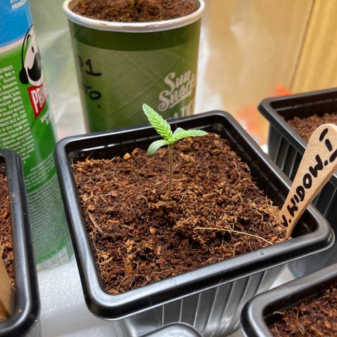 White widow 1 growlog timeline photo