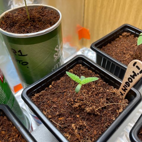 White widow 1 growlog timeline photo