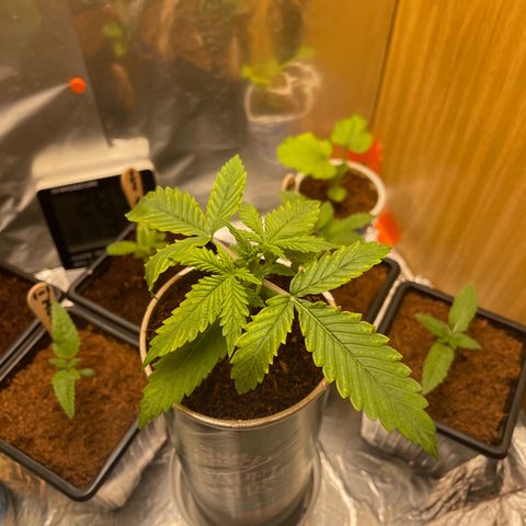 Quick one auto, Pringles can  growlog timeline photo