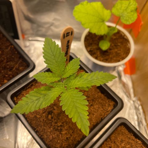 S.Queen 2 growlog timeline photo