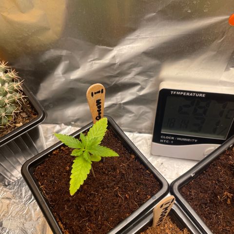 S.Queen 1 growlog timeline photo