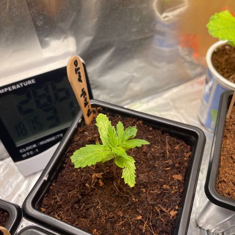 Bubble 1 growlog timeline photo