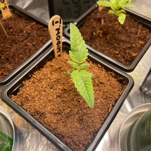 White widow 1 growlog timeline photo
